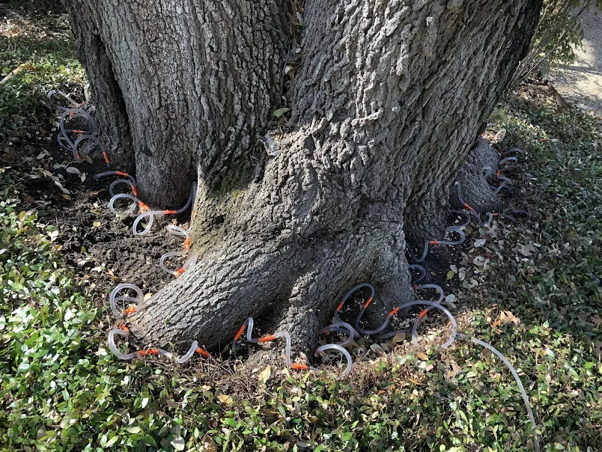 Detailed Tree Cabling and Bracing job site in Shorterville