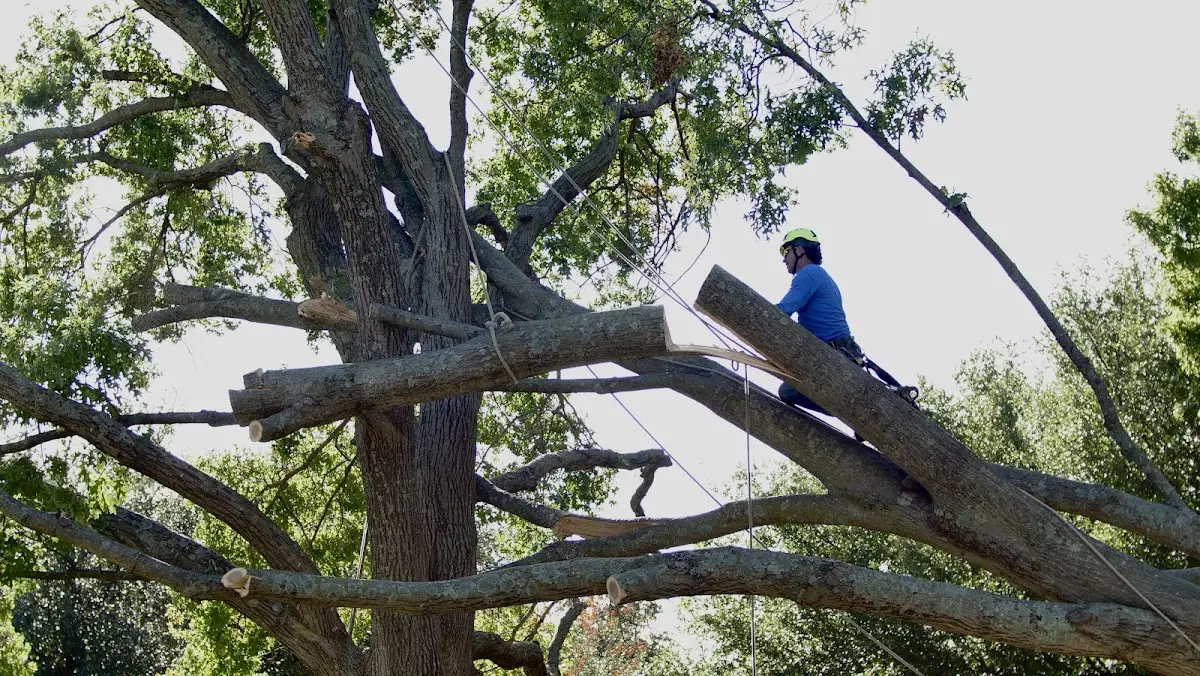Professional Crown Thinning performed by certified arborists in Shorterville