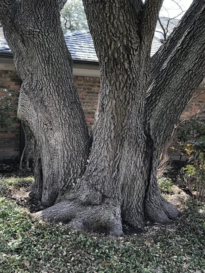 Mature heritage tree close to a Shorterville property cared for by certified arborists
